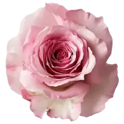 May Rose note