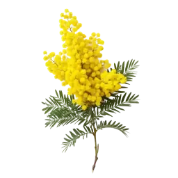 Mimosa note