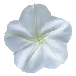 Moon Flower note