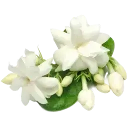 Moroccan Jasmine note
