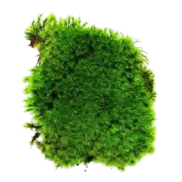 Moss note