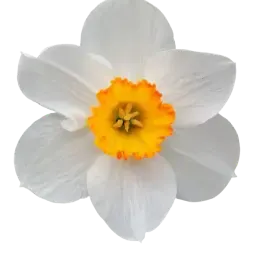 Narcissus note