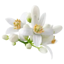 Neroli note