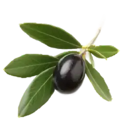 Olive note