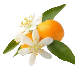 Orange Blossom note
