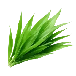 Pandan note