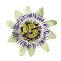 Passion Flower note