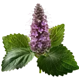 Patchouli note