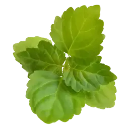 Patchouli Leaf note