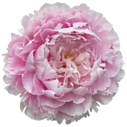 Peony note