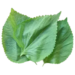 Perilla Leaf note