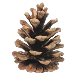 Pine note