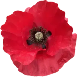 Poppy note