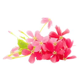 Rangoon Creeper note