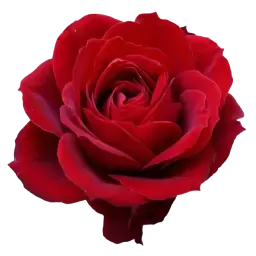 Rose note