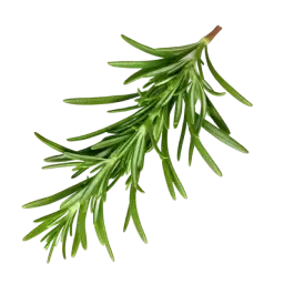 Rosemary note