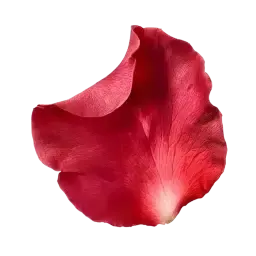 Rose Petals note