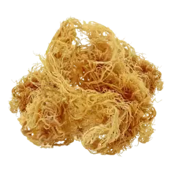 Sea Moss note
