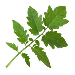 Tomato Leaf note