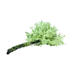 Tree Moss note
