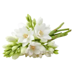 Tuberose note