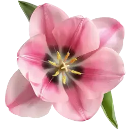 Tulip note