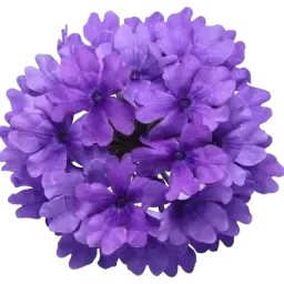 Verbena note