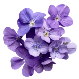 Violet note