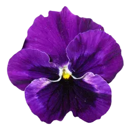 Violet Blossom note