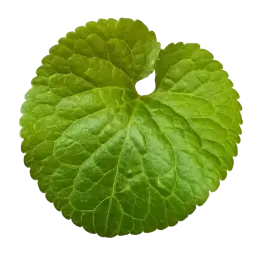 Violet Leaf note