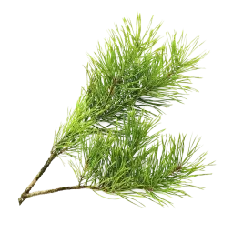 Virginia Cedar note