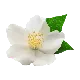 Water Jasmine note