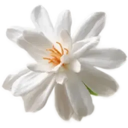 White Champaca note