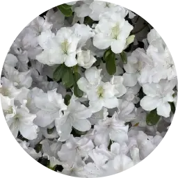 White Floral note