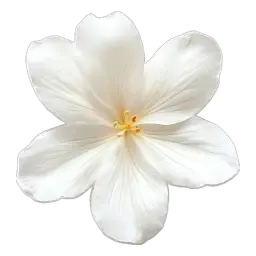 White Flower note