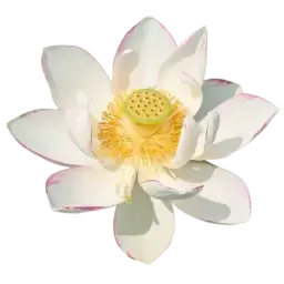 White Lotus note