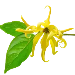 Ylang Ylang note